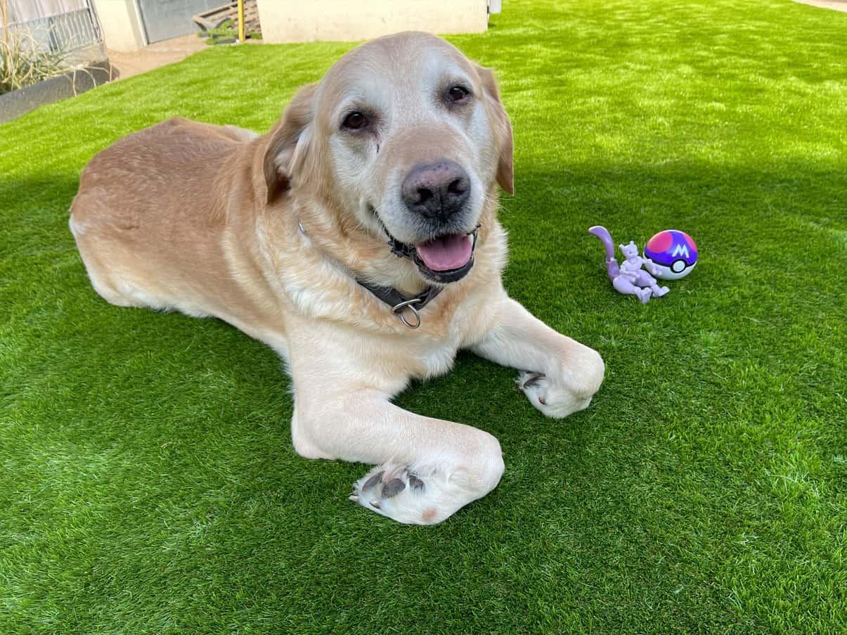 Hund auf hochwertigem Kunstrasen im Garten